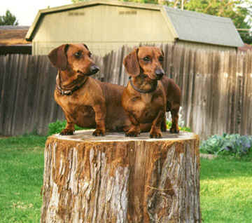 wpe9.jpg (18581 bytes)